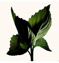 Black Orchid Reserve - Perfume Black Orchid Reserve - Perfume